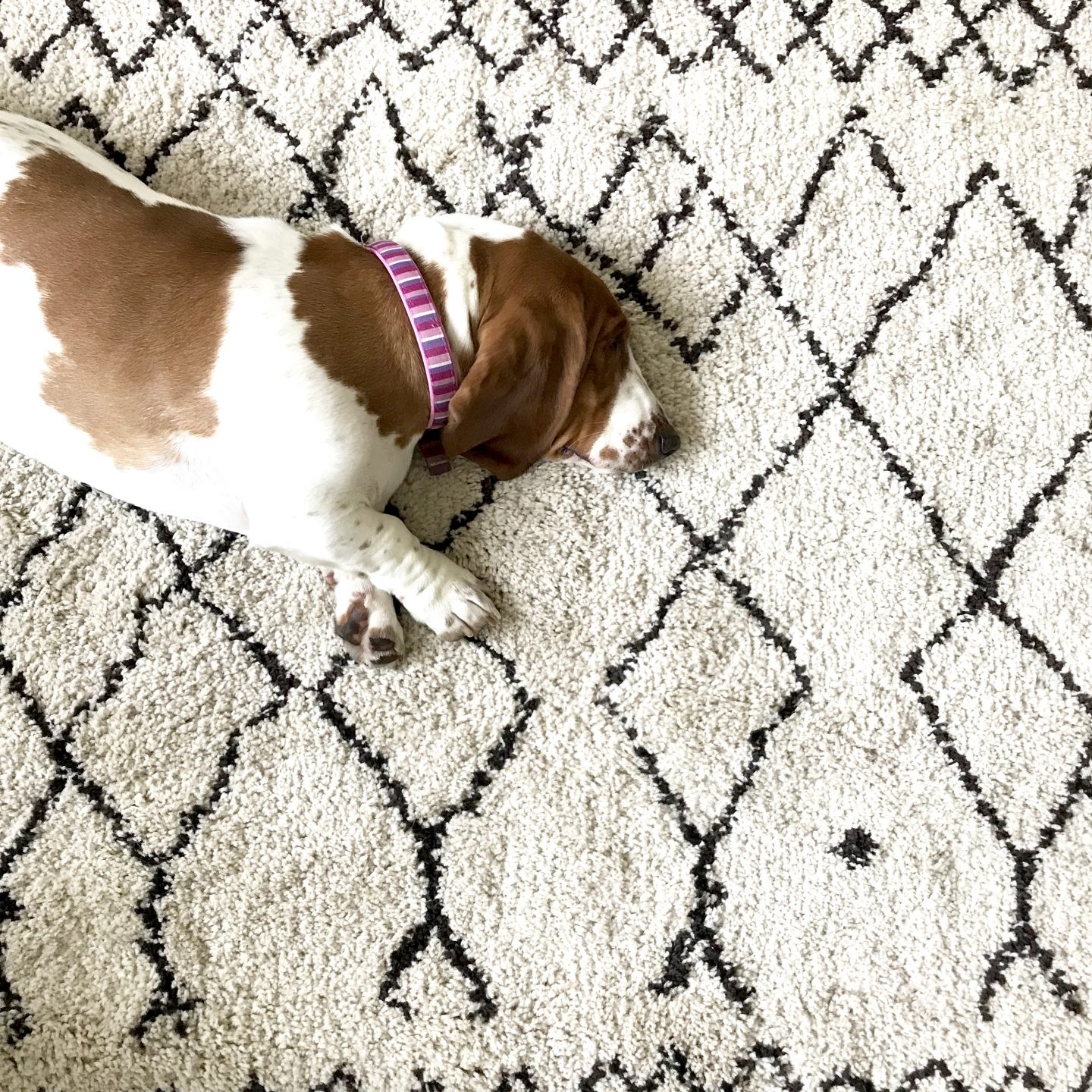 Basset hound