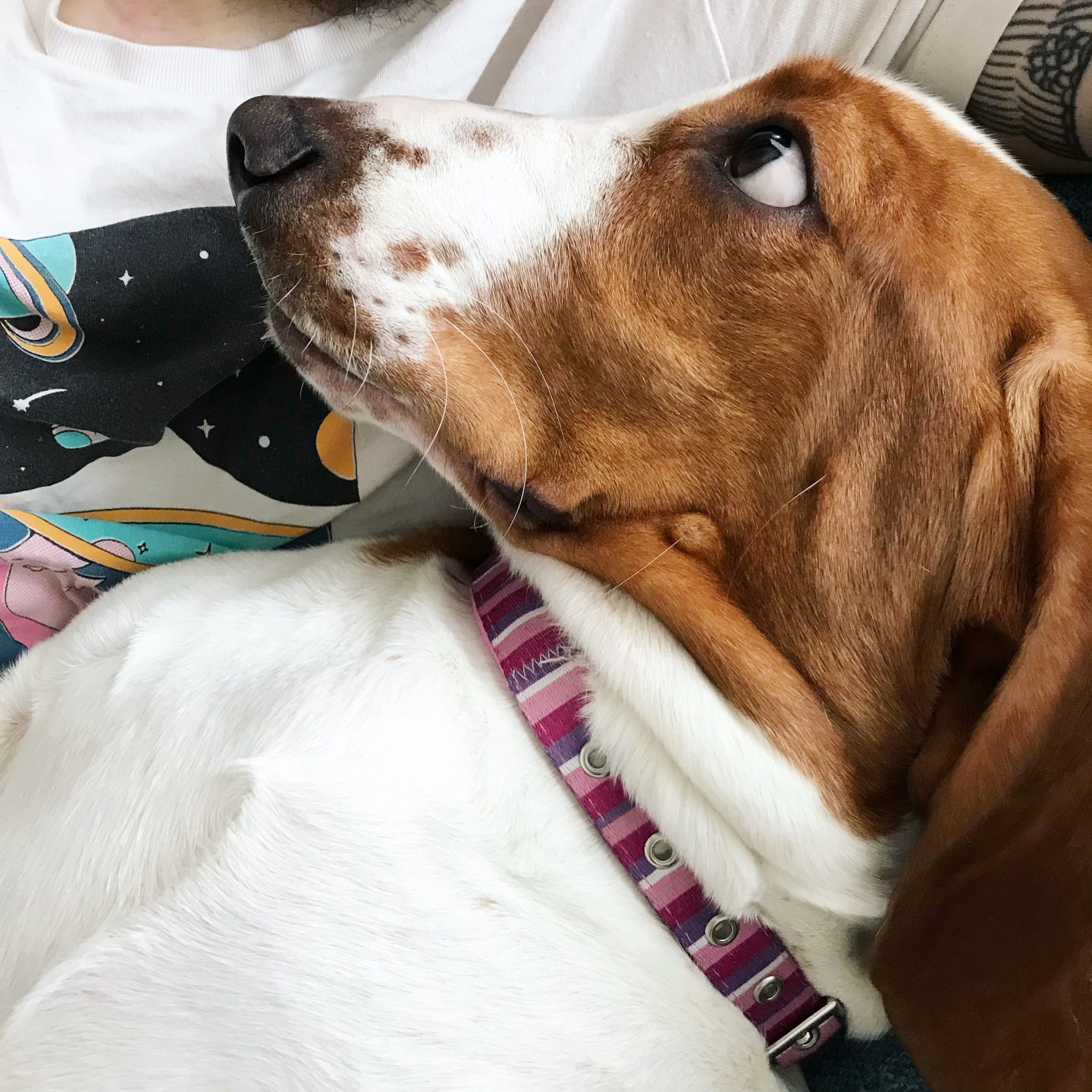 Basset hound