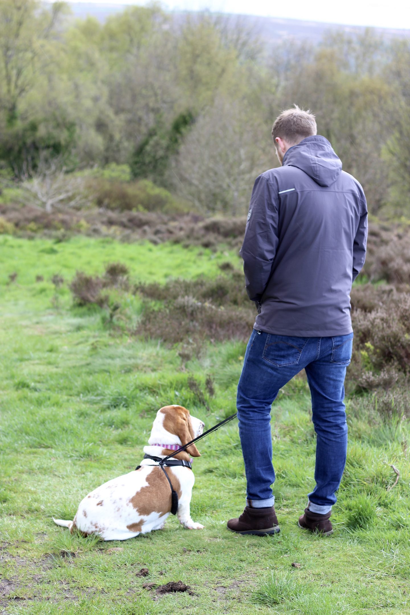 Basset hound